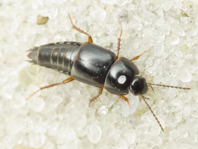 Tachinus rufipes (Linnaeus, 1758)